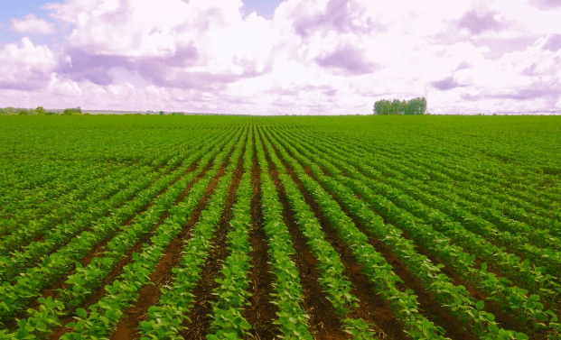 Bahia tem dois municípios entre os 10 maiores produtores agrícolas do país