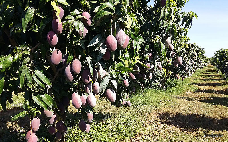 Bahia consolida-se como terceiro maior produtor de frutas do país